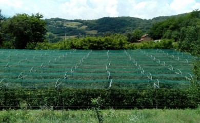 Protivgradne mreže za 37 proizvođača organske maline u Foči