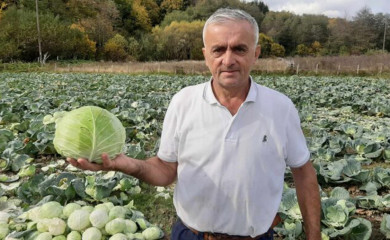 Čuveni kupus iz Kozje Luke - plodna zemlja nikad ne izda