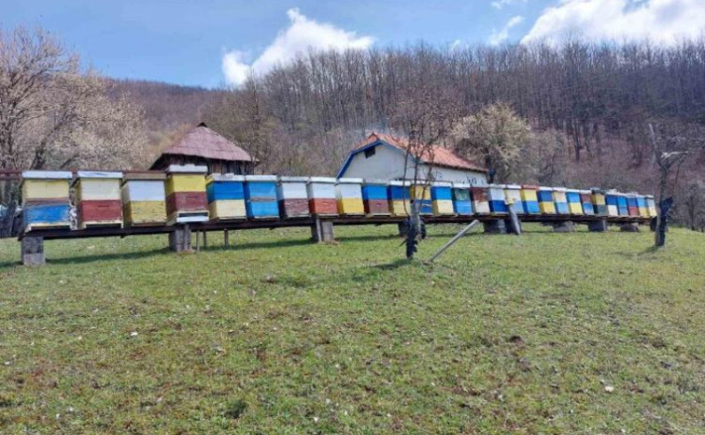Loša medonosna godina za fočanske pčelare